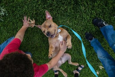 A dog's life: Scientists find new formula for canine age