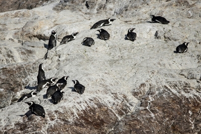 Offshore refuelling deepens fears for South Africa's penguin haven 