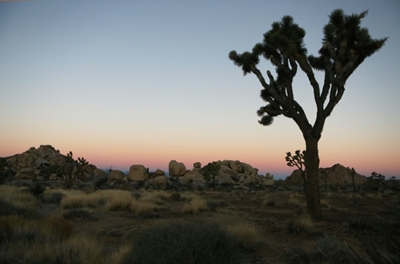 Climate change could wipe out California's Joshua trees by end of century