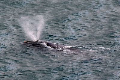 Frolicking whale halts New Zealand fireworks display