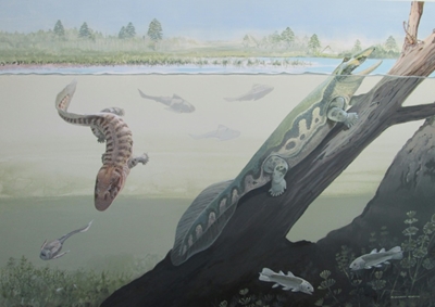 Tetrapod fossil discovery in S. Africa dispels tropical myth