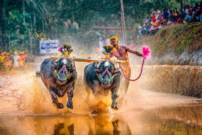 'Faster than Bolt' Indian buffalo runner beaten