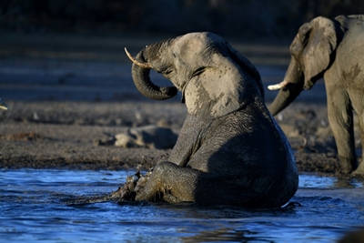 Marijuana test for stressed-out Warsaw Zoo elephants 