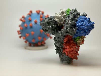 Immune system 'remembers' coronavirus for at least 6 months: study