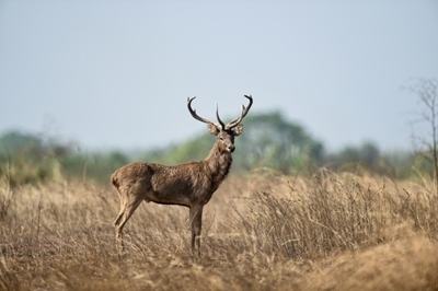 Crowdfunding brings life-saving water to Myanmar's deer