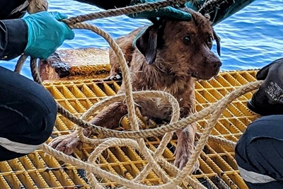 Dog pulled from rough seas 220 kms off Thai coast to be adopted by rescuer