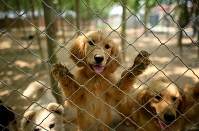 China dog meat festival goes ahead but virus takes a toll 