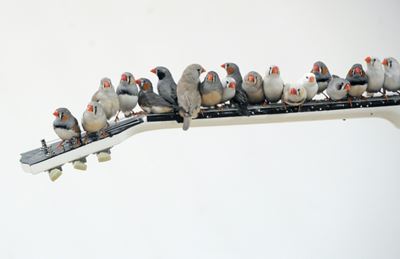 Roadsides too noisy for birds to think, crickets to mate