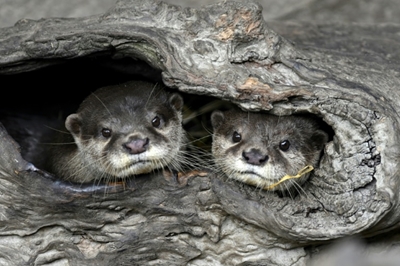 Baby boom at Taipei Zoo lightens pandemic blues