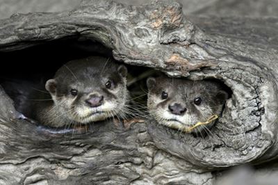 Baby boom at Taipei Zoo lightens pandemic blues
