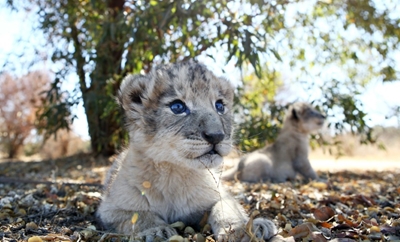 Lion cubs conceived artificially in world first