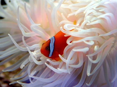 Losing Nemo: Clown fish 'cannot adapt to climate change'