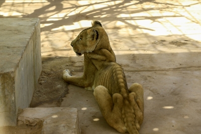 Online campaign to save malnourished lions at Sudan park