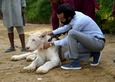 Big cats of Instagram: Pakistani elite's love of exotic wildlife
