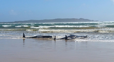 Rescuers find another 200 stranded whales in Australia