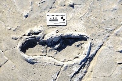 Making tracks: ancient footprints shed light on early humans