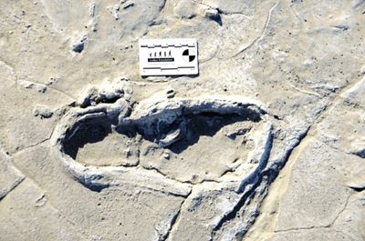 Making tracks: ancient footprints shed light on early humans