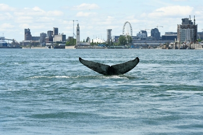 Wayward whale takes city break in Montreal
