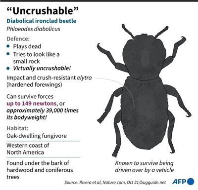 Scientists find secret to 'uncrushable' bug's strength