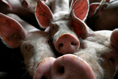 China taps pork reserve as swine fever hits industry