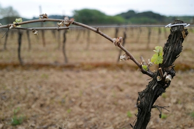 France to give one bn euros aid to farmers hit by frost 