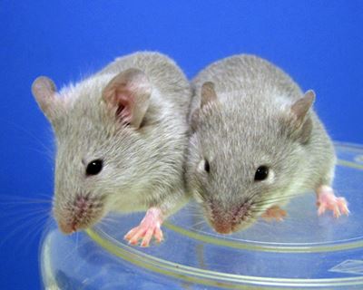 Scientists produce babies from same-sex mice pairs