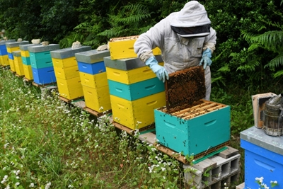 Bad weather causing 'catastrophic' French honey harvest