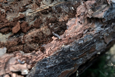 Greek priests to bless beetle-devastated forest