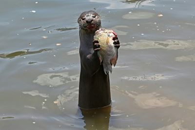 'Otterly adorable'?: Demand for cute selfies puts animals at risk