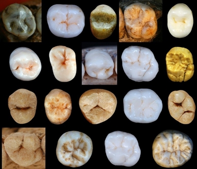 Modern humans split from Neanderthals far earlier than thought: study