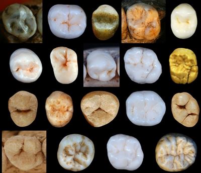 Modern humans split from Neanderthals far earlier than thought: study