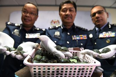 Malaysia busts attempt to smuggle over 5,000 terrapins