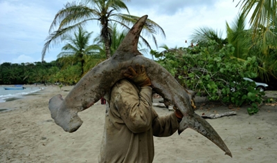 Dramatic shark decline leaves 'gaping hole' in ocean: study
