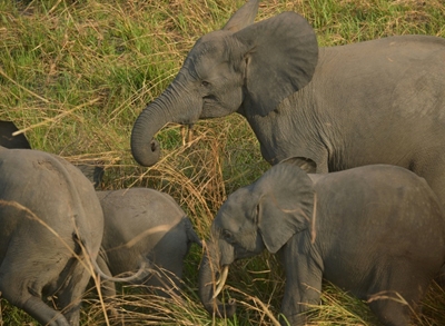 Conservationists urge Congo to reverse pay-to-poach decision