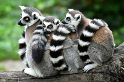 One Planet Summit: no climate fix without biodiversity