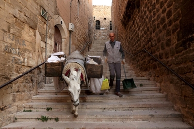 Beethoven-loving donkeys clean up Turkish town