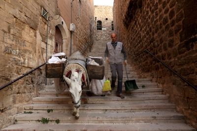 Beethoven-loving donkeys clean up Turkish town