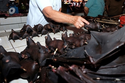 Bat for sale at Indonesia's wildlife market despite virus warning