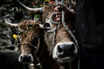 Meat slaughtered without stunning animals not organic: EU court