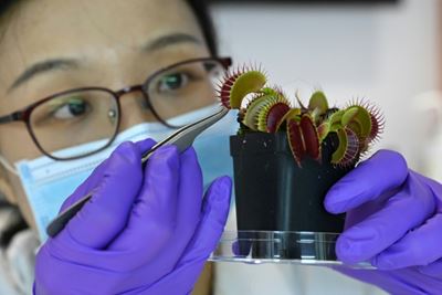 Rise of the 'robo-plants', as scientists fuse nature with tech