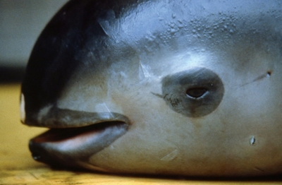 Scientists spot six near-extinct vaquita porpoises