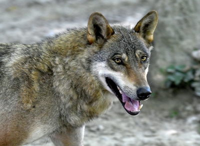 'It's a plague': Croatian farmers incensed by wolf attacks
