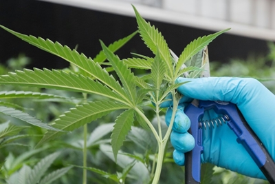 Canada legalises marijuana for recreational use