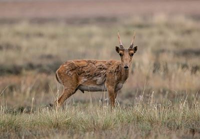Endangered antelope rebounds in Kazakhstan, but threats loom