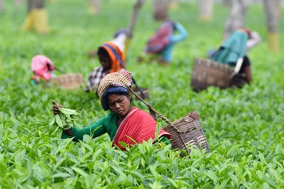 Golden brew: Rare Assam tea bags world record at auction
