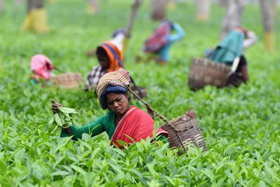 Golden brew: Rare Assam tea bags world record at auction