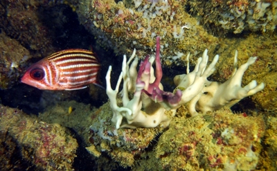 Bleaching hits world's southernmost coral reef: scientists