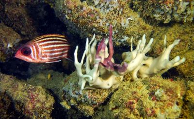 Bleaching hits world's southernmost coral reef: scientists