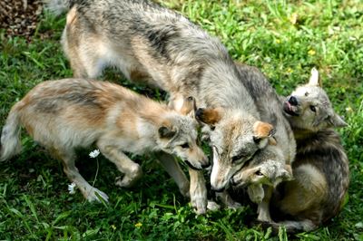 US state reports first litter of wolf pups in 80 years