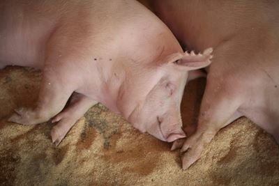 China buys 'considerable' amount of US pork, soybeans 